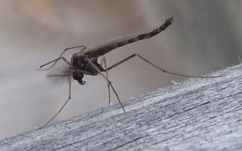 Chironomidae 1....da determinare