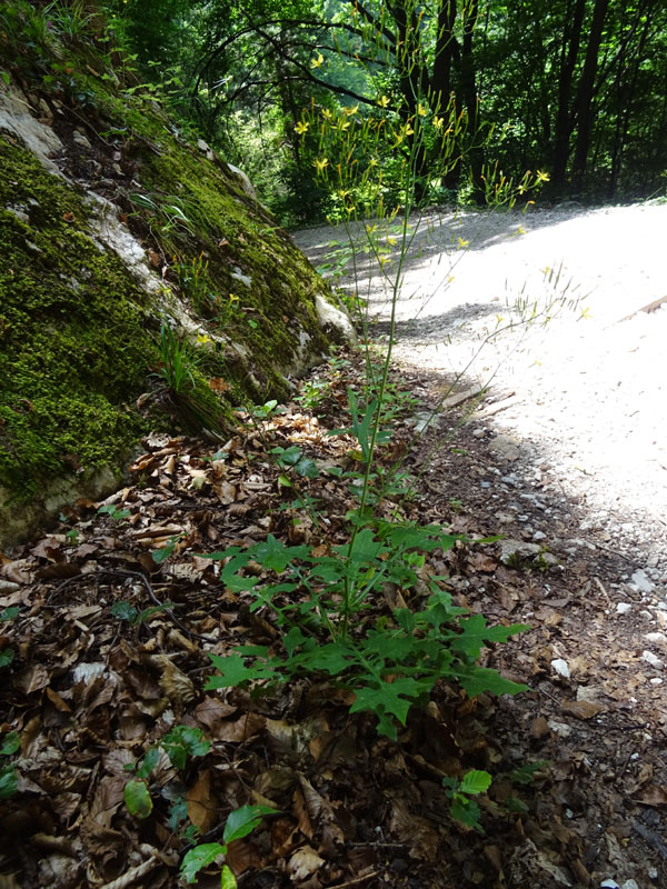 Mycelis muralis (=Lactuca muralis) / Lattuga dei boschi