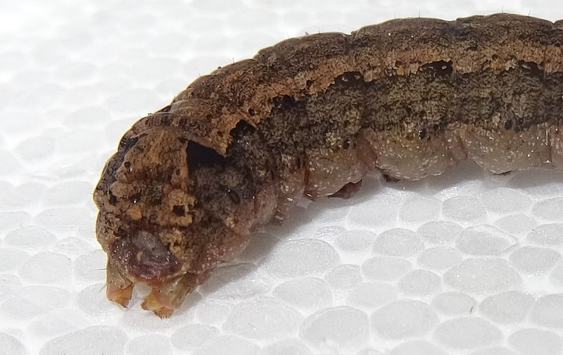 bruco: Spodoptera littoralis - Noctuidae