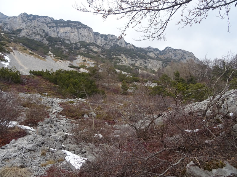 Rupicapra rupicapra.....dal Trentino Alto Adige