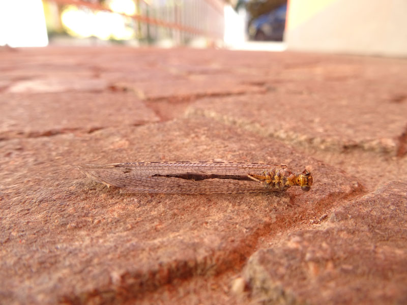 Distoleon tetragrammicus (Myrmeleontidae)