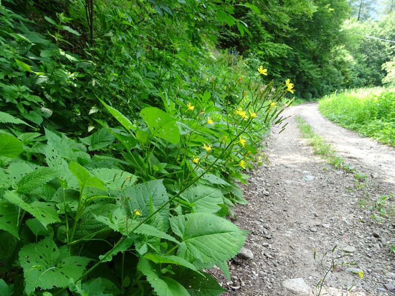 Mycelis muralis (=Lactuca muralis) / Lattuga dei boschi