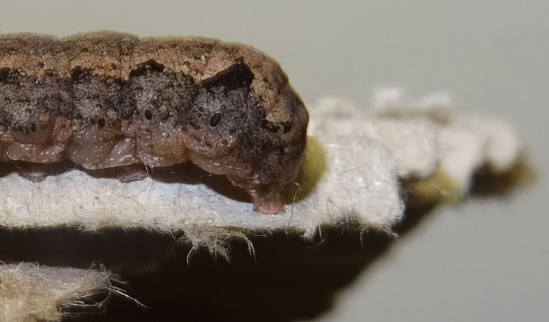 bruco: Spodoptera littoralis - Noctuidae