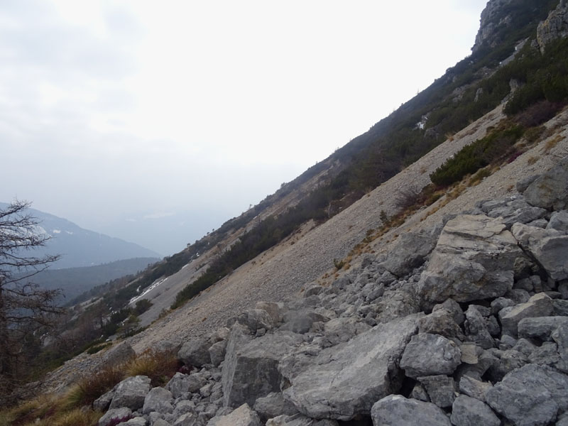 Rupicapra rupicapra.....dal Trentino Alto Adige