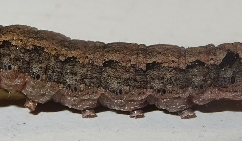 bruco: Spodoptera littoralis - Noctuidae