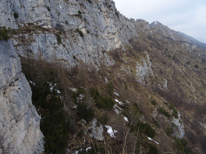 Rupicapra rupicapra.....dal Trentino Alto Adige