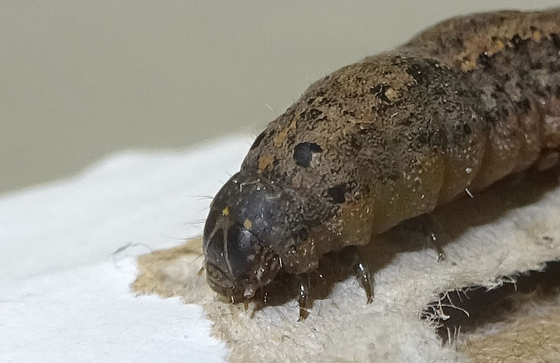 bruco: Spodoptera littoralis - Noctuidae