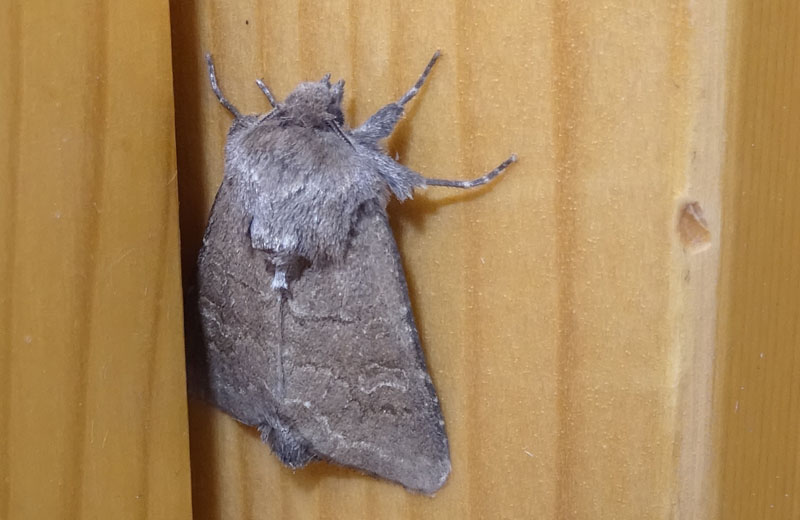 Aporophyla lueneburgensis - Noctuidae...dal Trentino