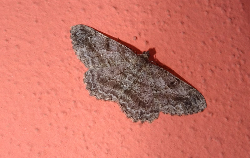 Peribatodes rhomboidaria - Geometridae.......dal Trentino