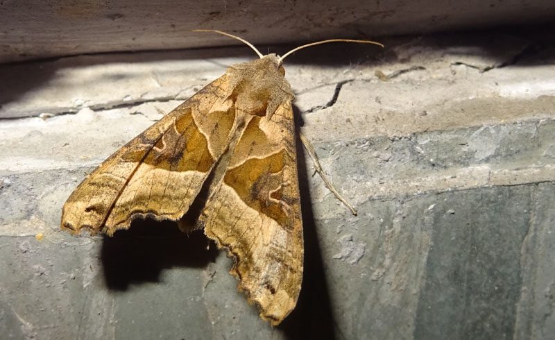 Phlogophora meticulosa - Noctuidae