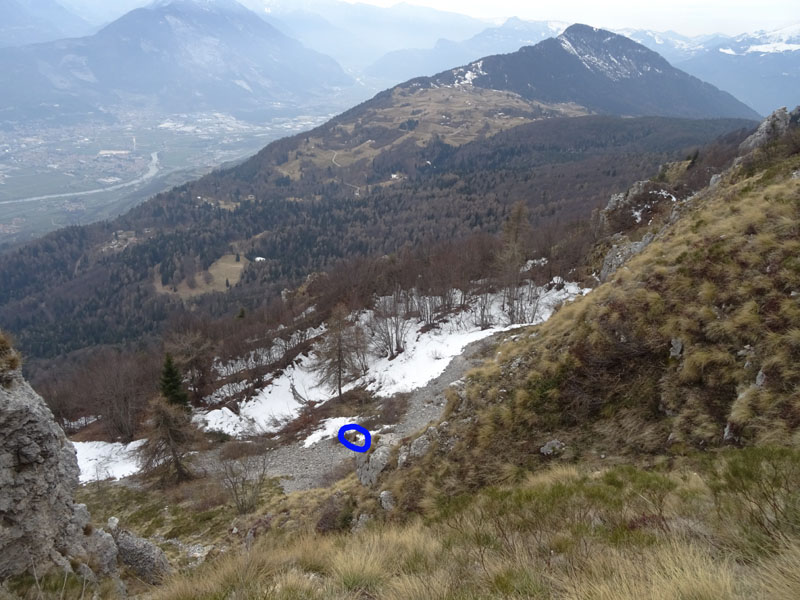 Rupicapra rupicapra.....dal Trentino Alto Adige