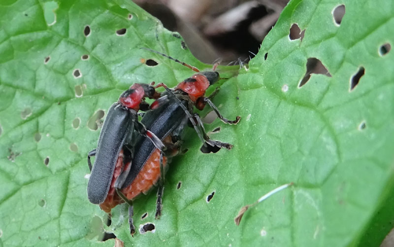 accoppiamento di... Cantharis rustica....?