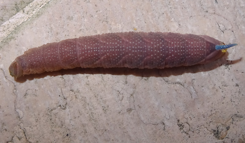 bruco: Mimas tiliae - Sphingidae