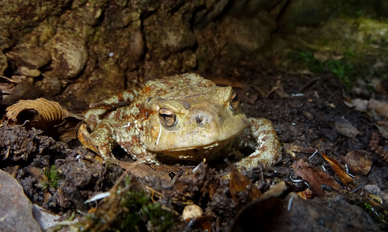maschio e femmina della stessa specie? No, Rana dalmatina e Bufo bufo