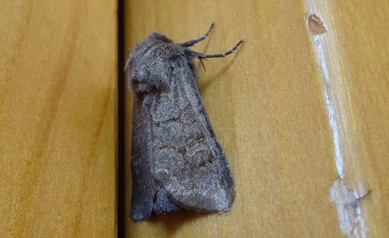 Aporophyla lueneburgensis - Noctuidae...dal Trentino