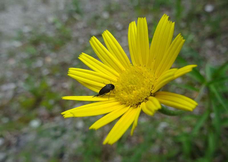 quale Mordellidae ?