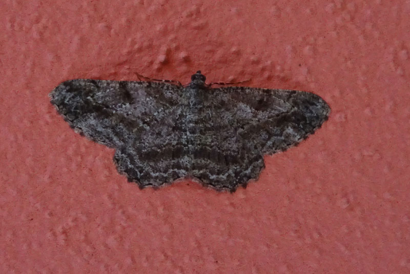 Peribatodes rhomboidaria - Geometridae.......dal Trentino