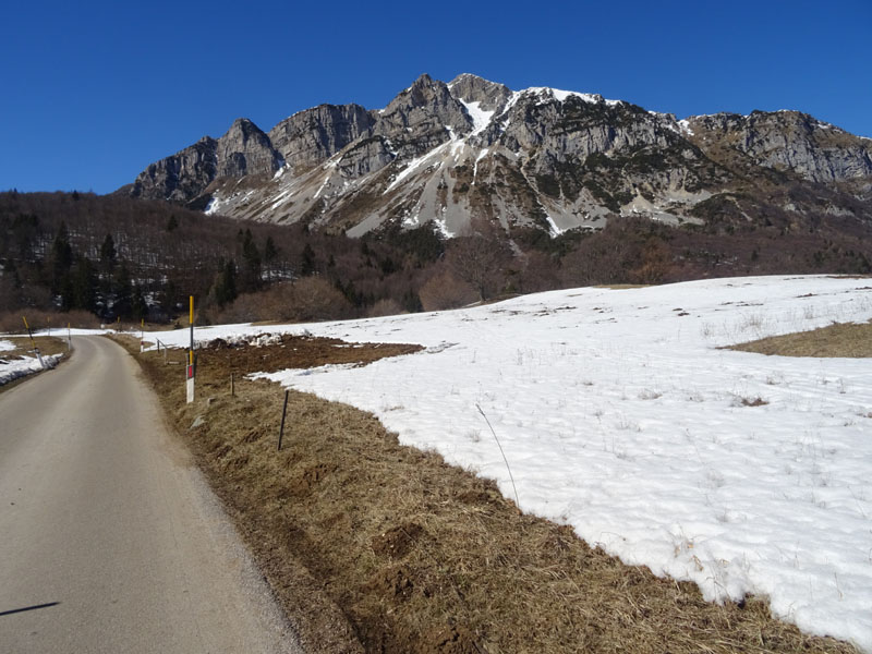 Phoenicurus ochruros - Muscicapidae.....dal Trentino
