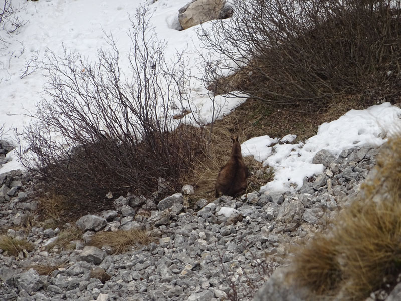 Rupicapra rupicapra.....dal Trentino Alto Adige