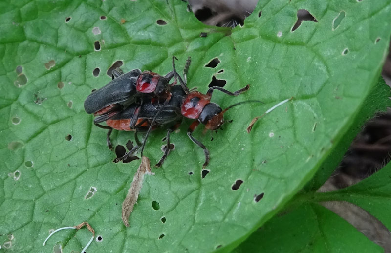 accoppiamento di... Cantharis rustica....?