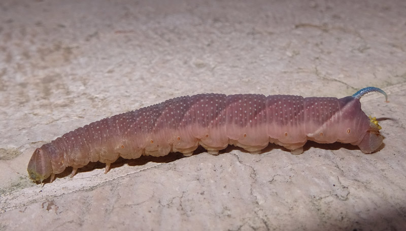 bruco: Mimas tiliae - Sphingidae