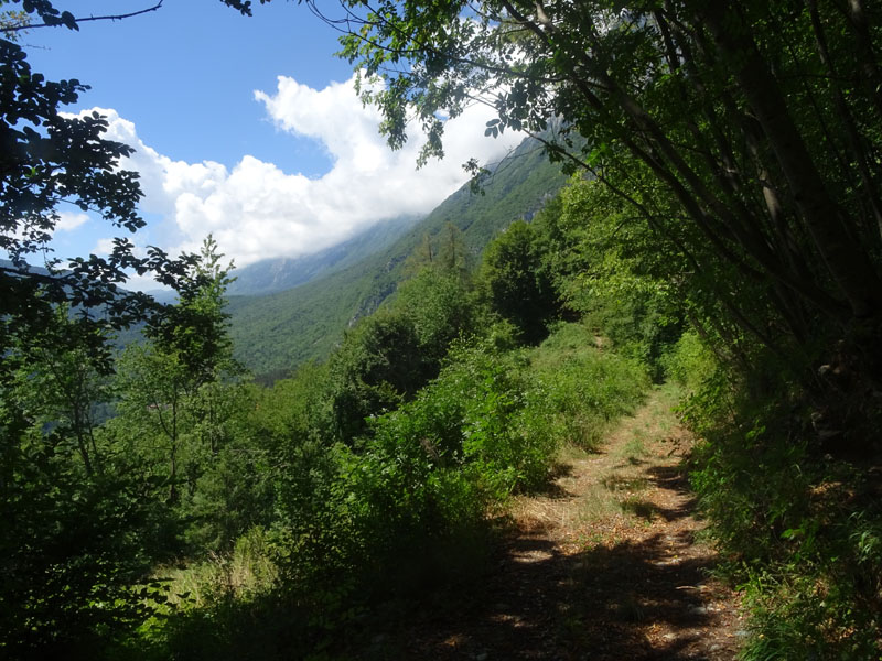 quale Pieridae ? - Pieris napi