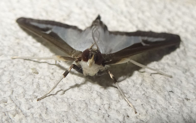 Cydalima perspectalis - Crambidae