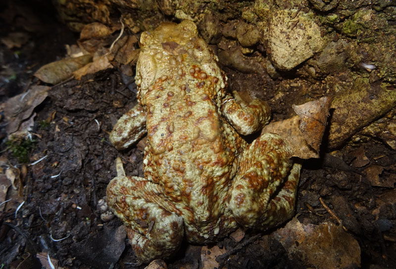 maschio e femmina della stessa specie? No, Rana dalmatina e Bufo bufo