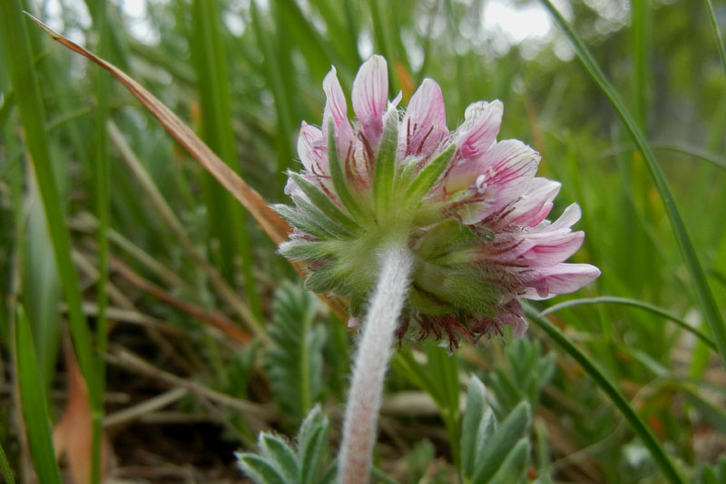 Anthyllis montana / Vulneraria montana