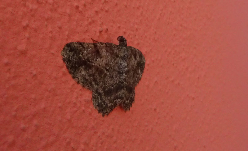 Peribatodes rhomboidaria - Geometridae.......dal Trentino