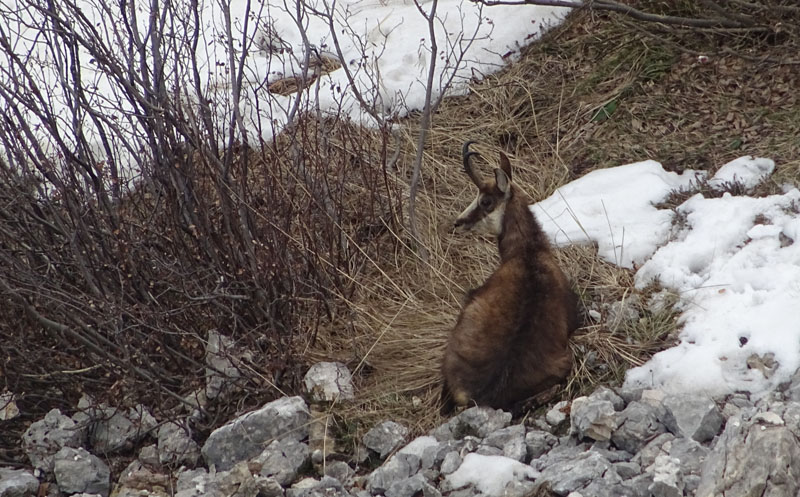 Rupicapra rupicapra.....dal Trentino Alto Adige