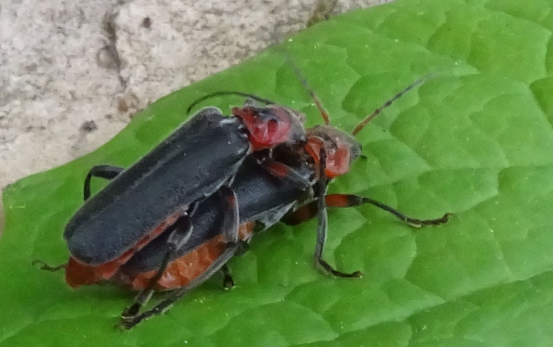 accoppiamento di... Cantharis rustica....?