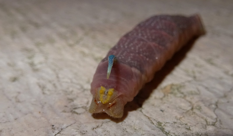 bruco: Mimas tiliae - Sphingidae