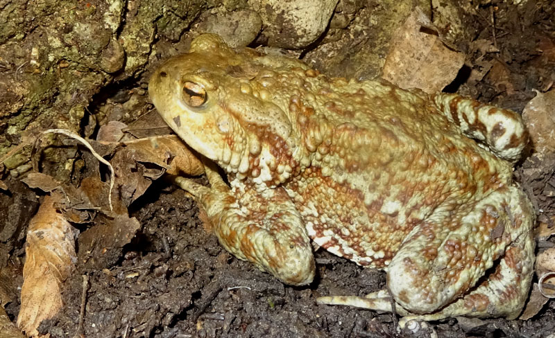 maschio e femmina della stessa specie? No, Rana dalmatina e Bufo bufo