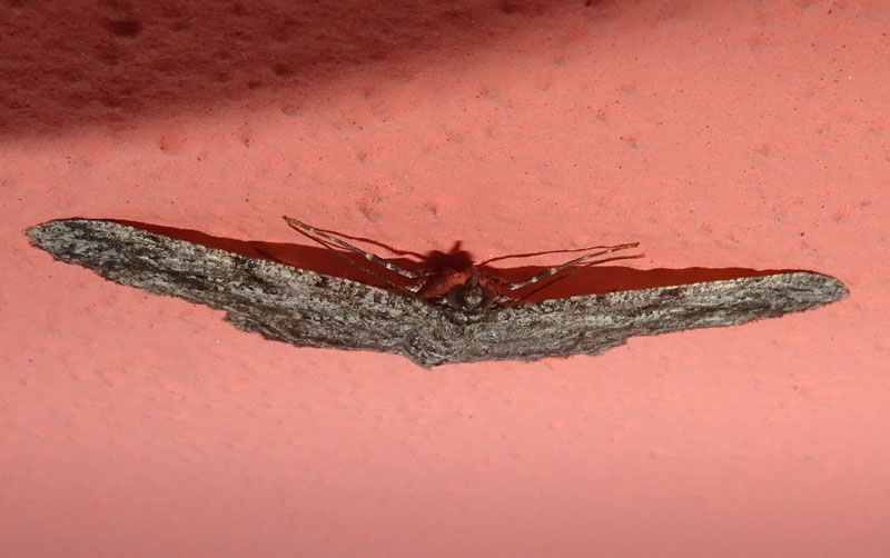 Peribatodes rhomboidaria - Geometridae.......dal Trentino