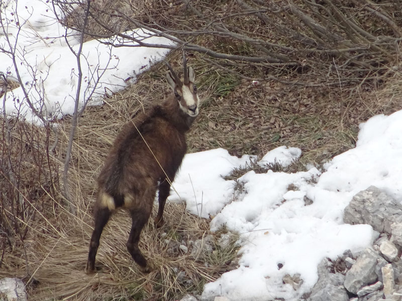 Rupicapra rupicapra.....dal Trentino Alto Adige