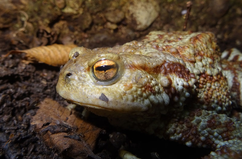 maschio e femmina della stessa specie? No, Rana dalmatina e Bufo bufo