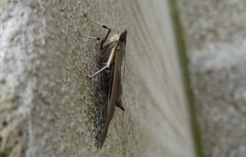 Cydalima perspectalis - Crambidae