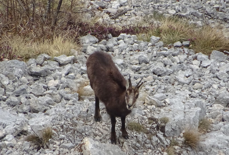 Rupicapra rupicapra.....dal Trentino Alto Adige