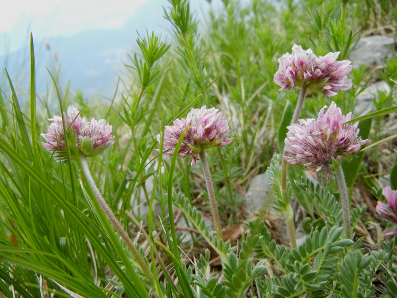 Anthyllis montana / Vulneraria montana