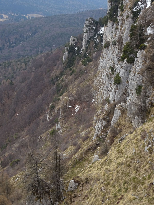 Rupicapra rupicapra.....dal Trentino Alto Adige