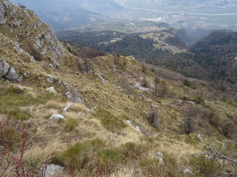 Rupicapra rupicapra.....dal Trentino Alto Adige