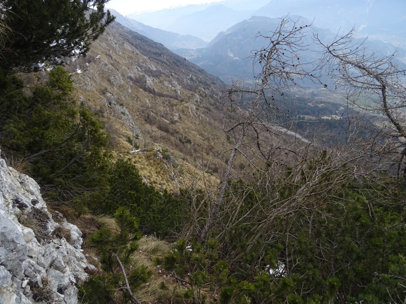 Rupicapra rupicapra.....dal Trentino Alto Adige