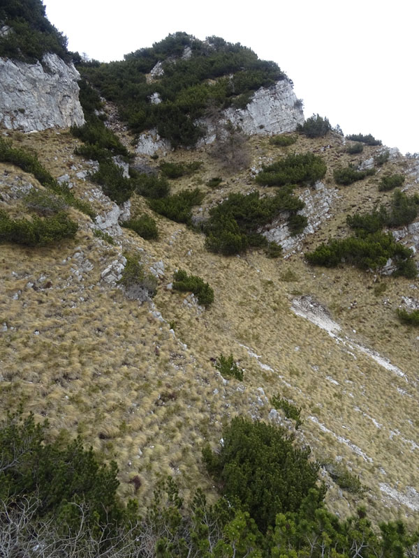 Rupicapra rupicapra.....dal Trentino Alto Adige