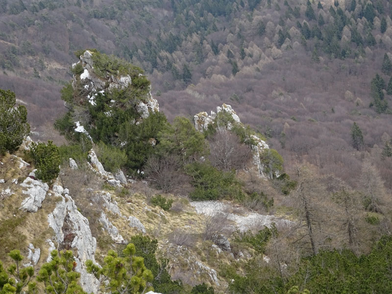 Rupicapra rupicapra.....dal Trentino Alto Adige