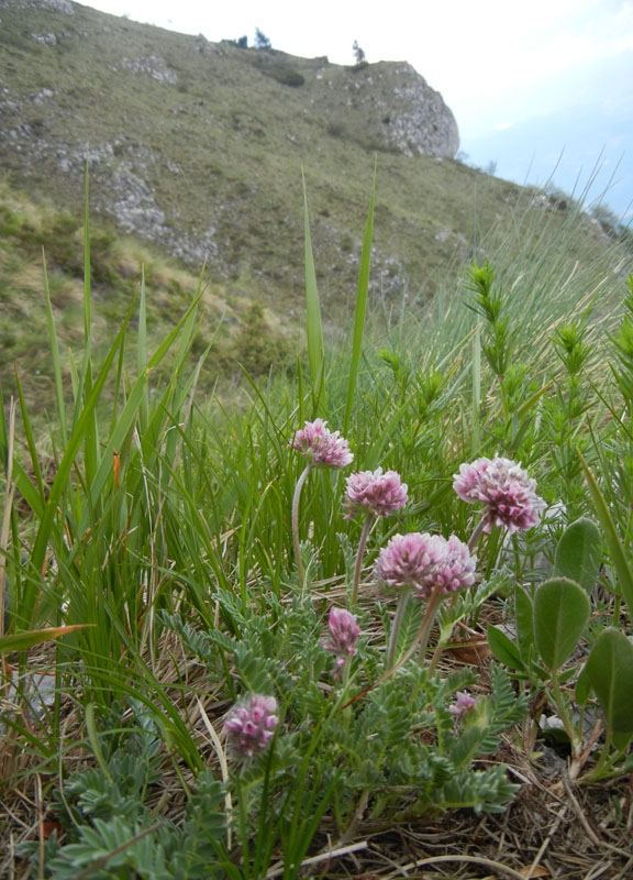 Anthyllis montana / Vulneraria montana