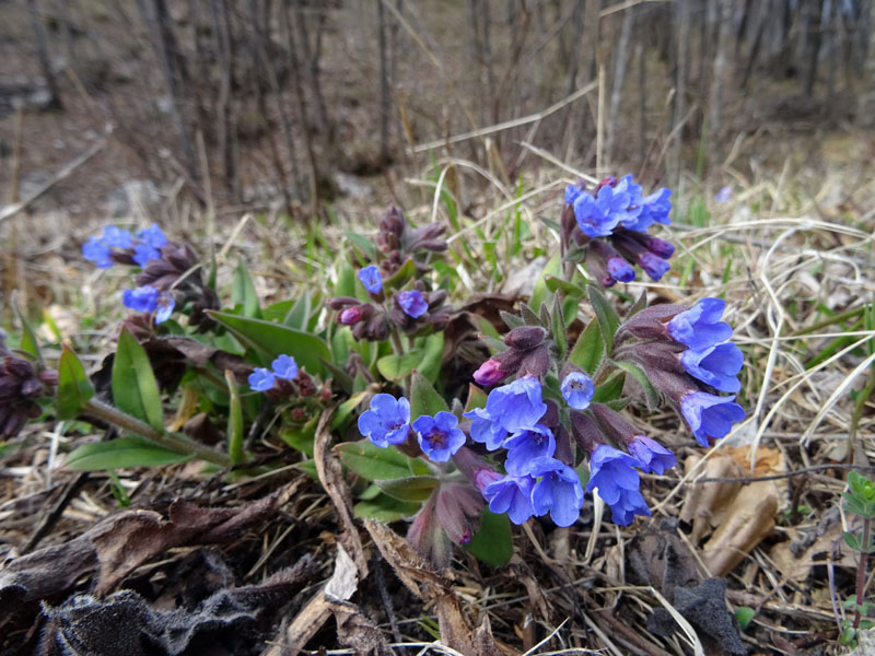 Pulmonaria australis - Boraginaceae
