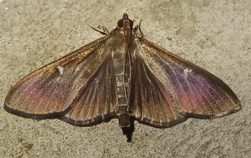 Cydalima perspectalis - Crambidae