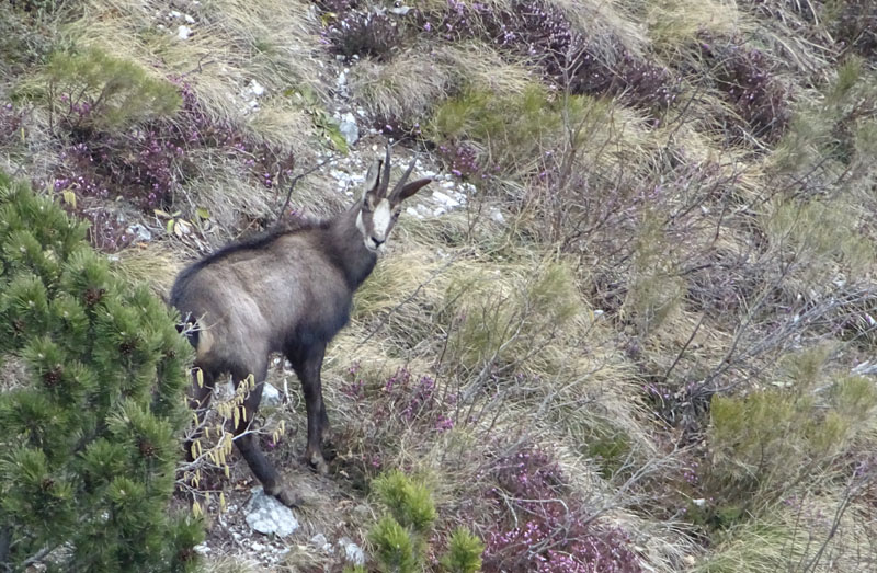 Rupicapra rupicapra.....dal Trentino Alto Adige