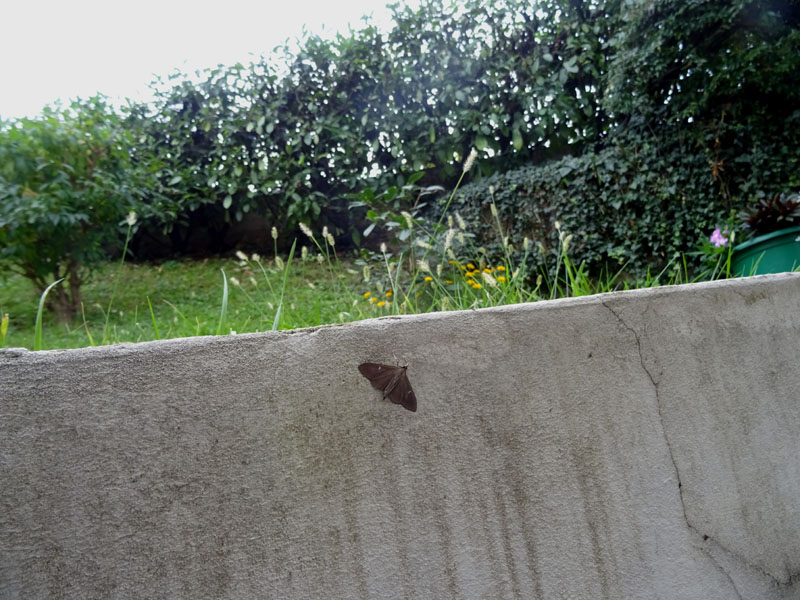 Cydalima perspectalis - Crambidae